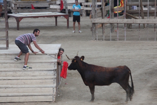 Les Terres de l´Ebre redueixen dinou dies de festes amb bous en un any